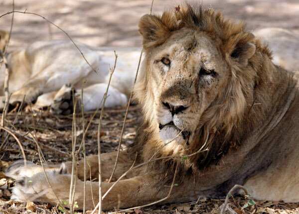 More Asiatic lions test positive for deadly virus; Gujarat govt refuses to shift them