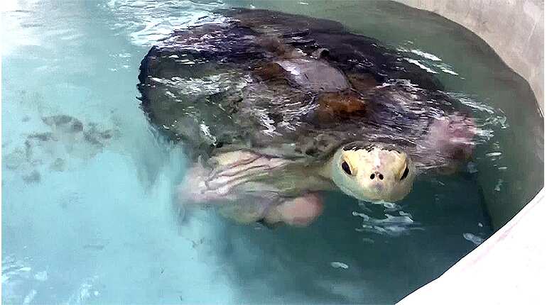 Mutilated sea turtle becomes poster child of environmental conservation