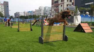 Dogs' day out in Hyderabad-First dedicated dog park to open in India