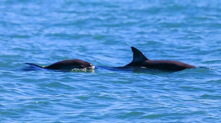 Endangered vaquita making a comeback in Mexico's Baja