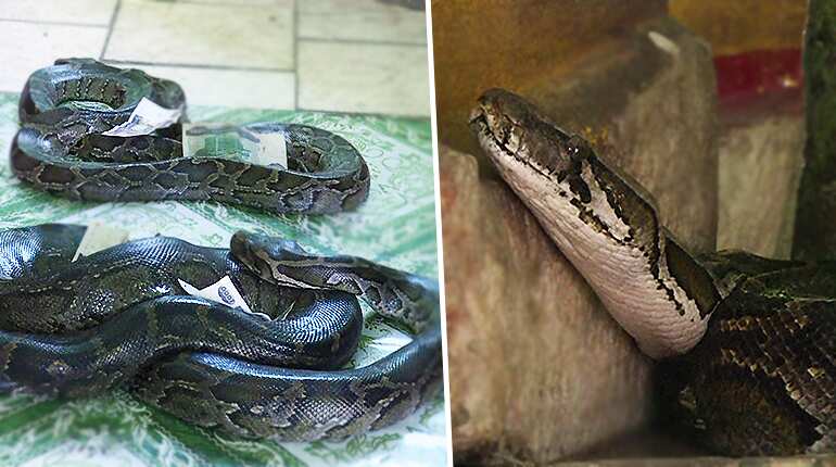Myanmar Buddhist temple now a nirvana for snakes