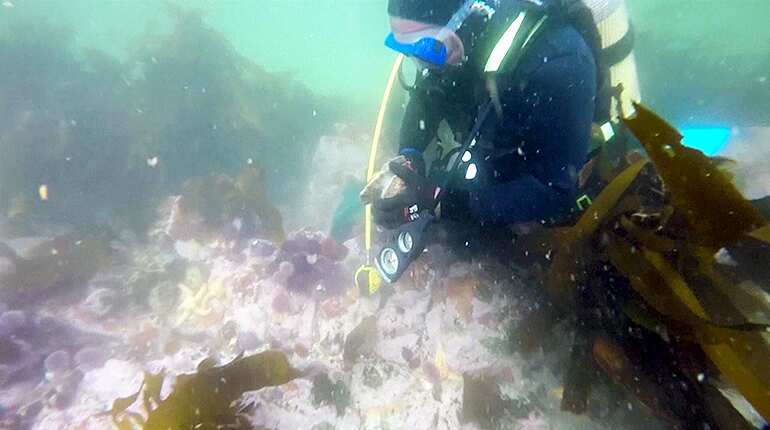 South African divers risk all in illegal search for abalone