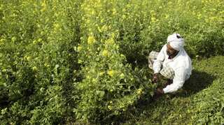 Activists seek Centre's intervention in PepsiCo's case against farmers