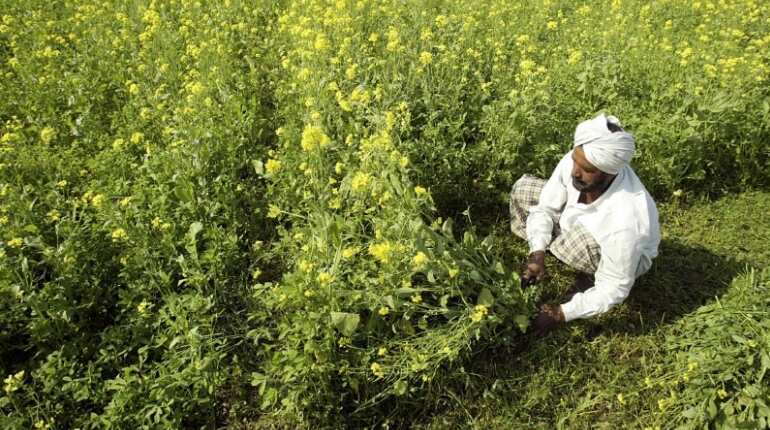 China drops ban on rapeseed meal from India