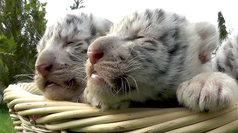 Three white Bengal tiger cubs born in Crimea