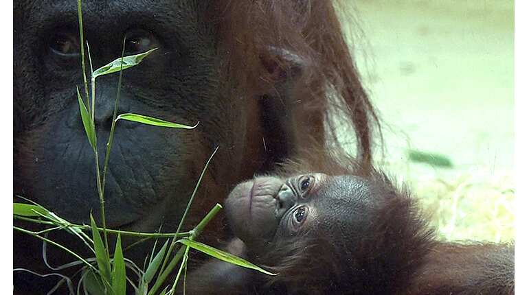 Baby orangutan Java unveiled at Paris zoo