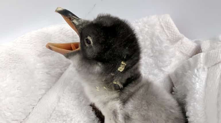 First sub-Antarctic penguin born at the aquarium