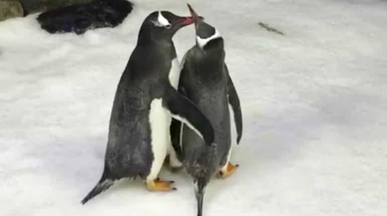 Opposite-sex Vs same-sex parenting