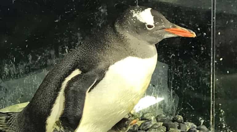 Yet-to-be-named chick weighs 91 gm