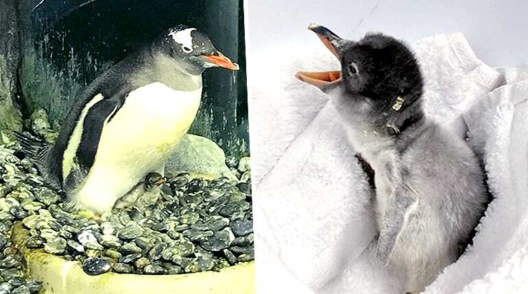 Sydney's same-sex penguin couple welcome new addition to the family