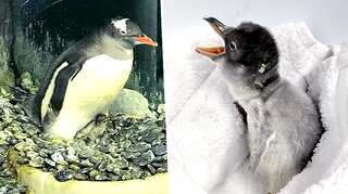 Sydney's same-sex penguin couple welcome new addition to the family