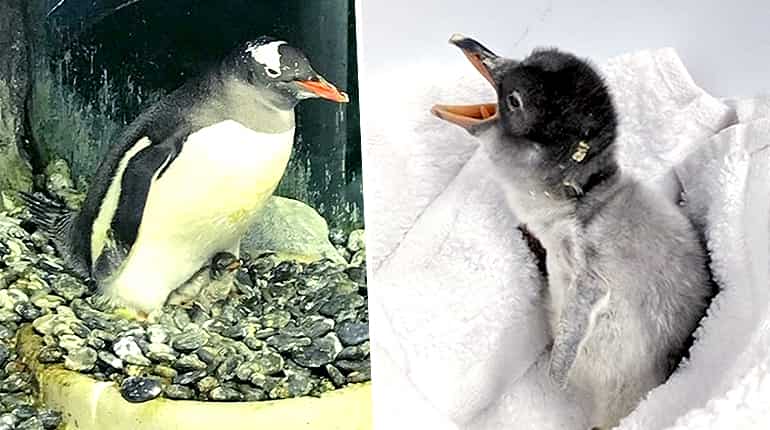 Sydney's same-sex penguin couple welcome new addition to the family