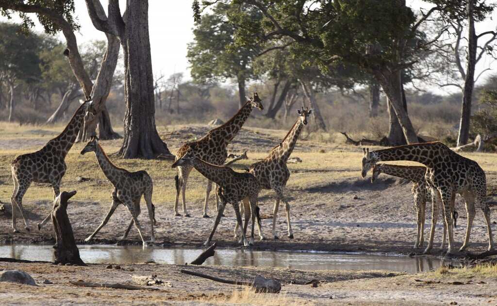 In 44 years, humans have wiped out 60% of the world's animal population: WWF In 44 years, humans have wiped out 60% of the world's animal population: WWF