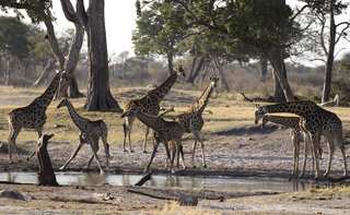 In 44 years, humans have wiped out 60% of the world's animal population: WWF