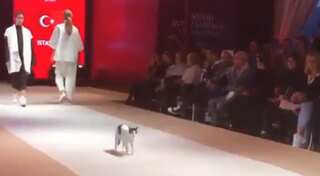 Watch: Not models, this house cat stole the limelight at a fashion show in Turkey