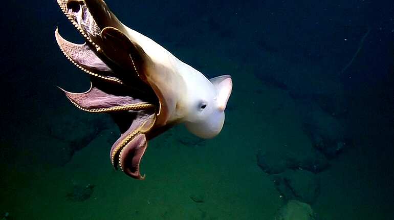 Watch: Rare 'Dumbo' octopus seen in California deep-sea dive