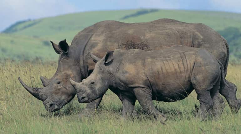 21 rhinos die in Nepal's Chitwan National Park in six months 21 rhinos die in Nepal's Chitwan National Park in six months