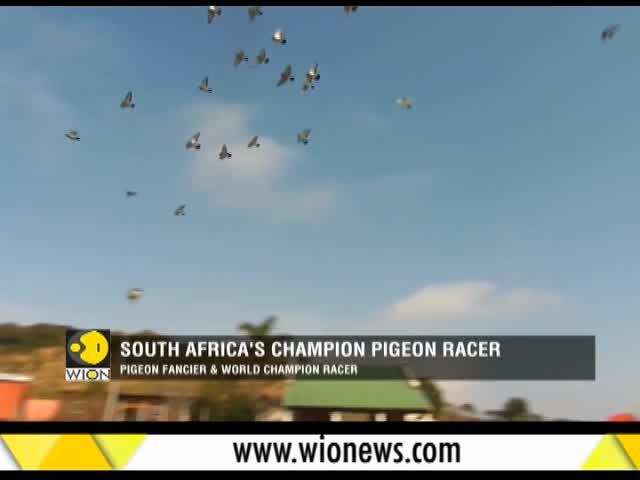 South Africa's champion pigeon racer - Africa News