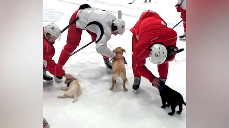 Therapy dogs ‘train’ with ice hockey players in US