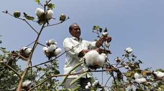 US says India paid bigger cotton subsidies than WTO allows