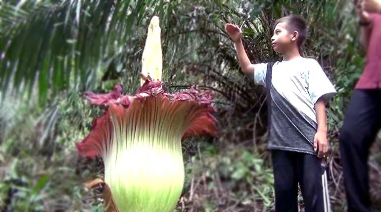 Indonesian farmer stumbles across huge 'corpse flower'