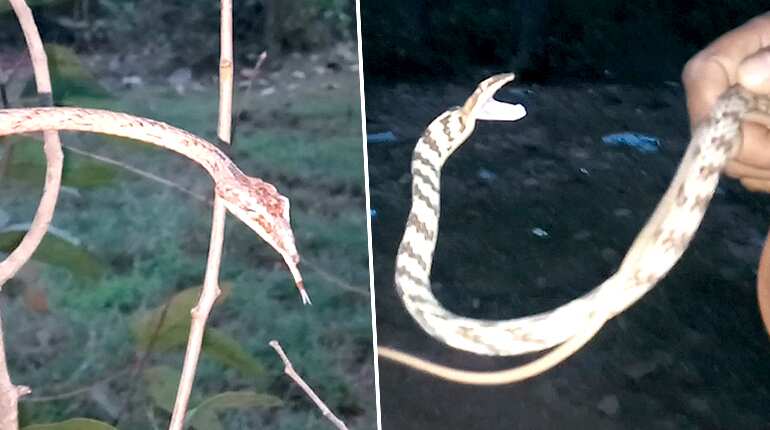 Brown vine snake, endemic to Americas, rescued by forest officials in India