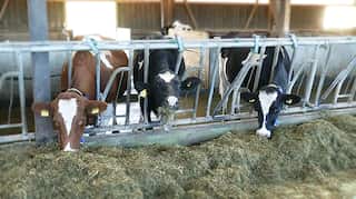 Swiss voters reject initiative to end cow horn removal