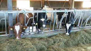 Swiss voters reject initiative to end cow horn removal