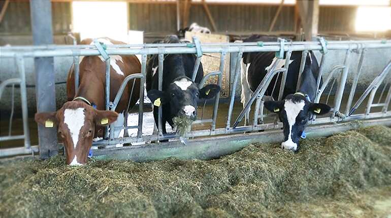 Cows with or without horns? Swiss to vote on Sunday