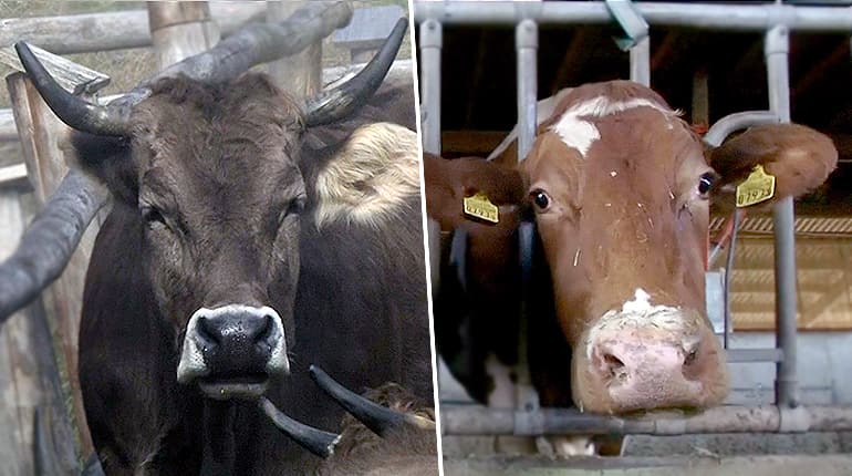 With or without horns, Swiss cows on the ballot this weekend