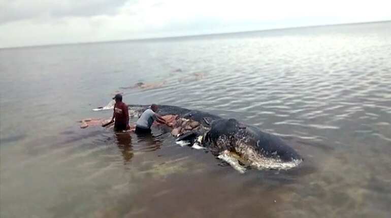 Dead whale in Indonesia found with 6kg of plastic in its stomach