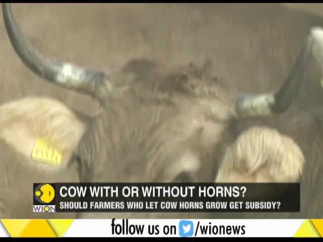 Why Switzerland is voting on cows ? - World News