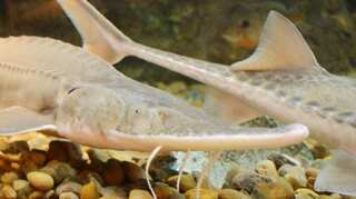 Bridge construction halted in Jingzhou after 6,000 rare fish die: China daily