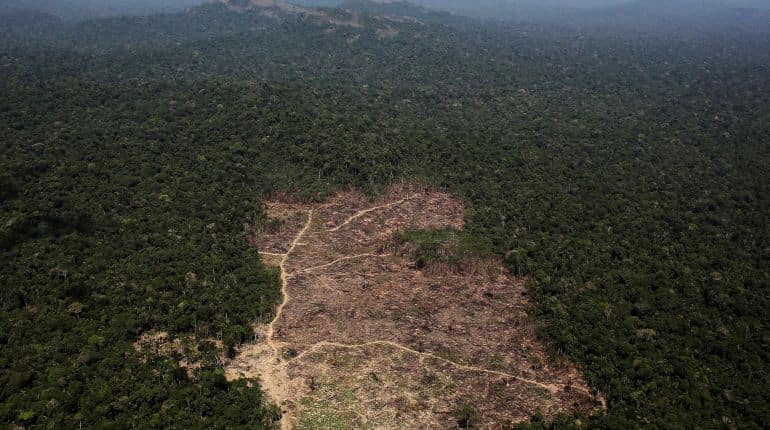 Deforestation in the Brazilian Amazon reaches decade high
