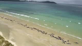 Up to 145 whales die after mass stranding in New Zealand