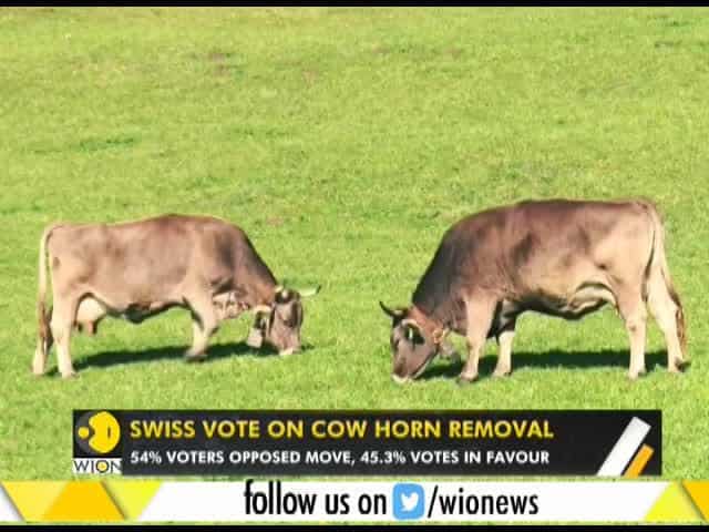 WION Gravitas: Swiss voters reject initiative to end cow horn removal