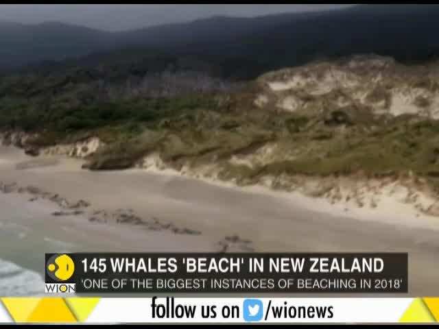 WION Gravitas: Over 145 pilot whales die after mass stranding in New Zealand