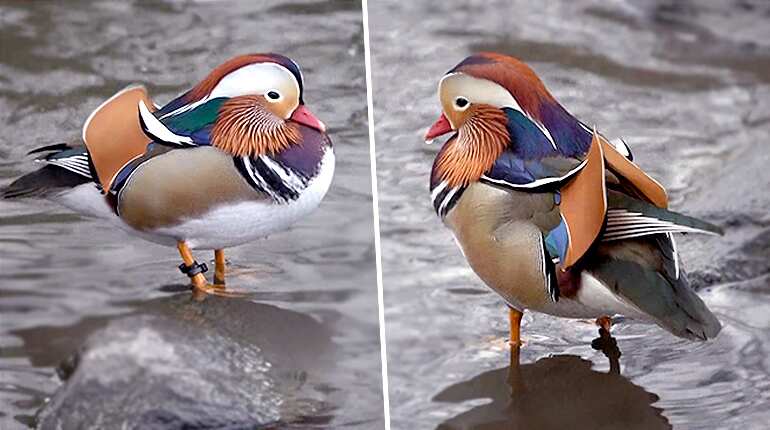Mandarin duck continues to attract attention in Central Park