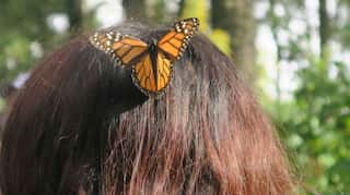 The invaluable journey of monarch butterflies to Mexico