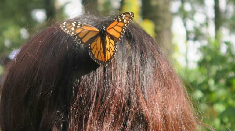 The invaluable journey of monarch butterflies to Mexico