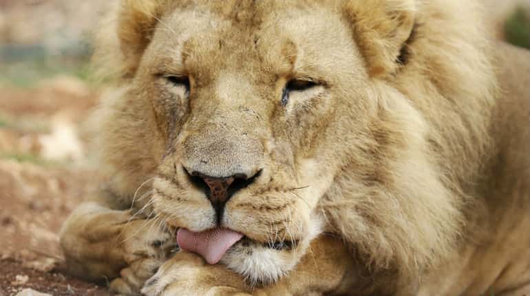 Animals from Middle East war zones find peace at sanctuary in Jordan Animals from Middle East war zones find peace at sanctuary in Jordan