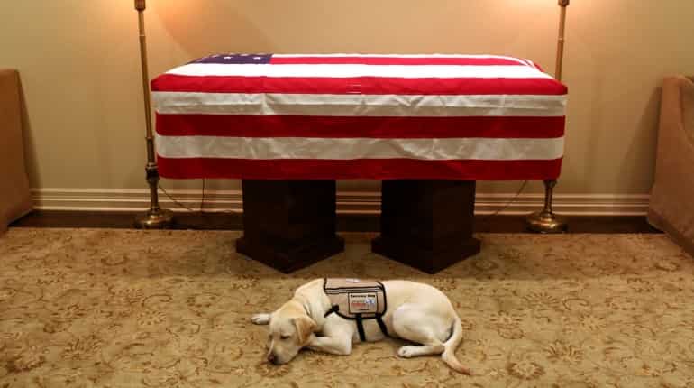 'Mission complete', George HW Bush's service dog Sully pictured near his casket 'Mission complete', George HW Bush's service dog Sully pictured near his casket