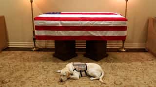 'Mission complete', George HW Bush's service dog Sully pictured near his casket