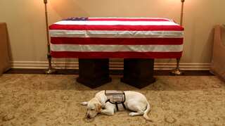 'Mission complete', George HW Bush's service dog Sully pictured near his casket