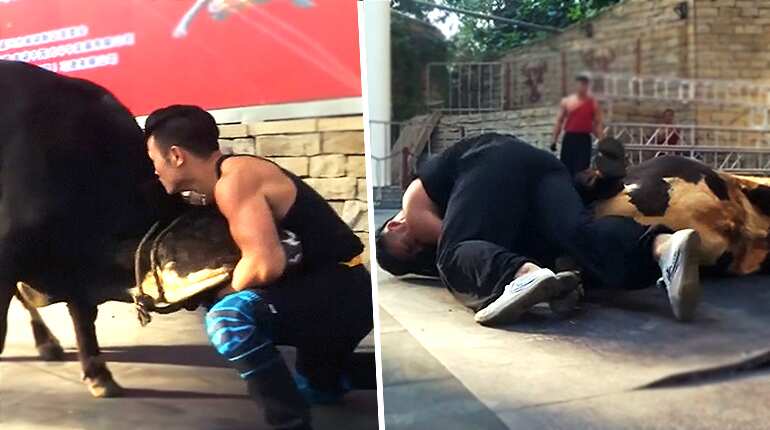 Kung-fu bullfighting: Traditional Chinese sport gets a new twist