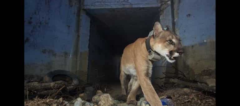 Mountain lion that crossed freeways died after California wildfire Mountain lion that crossed freeways died after California wildfire