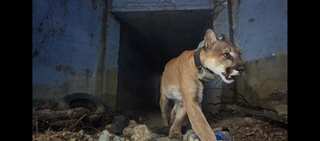 Mountain lion that crossed freeways died after California wildfire