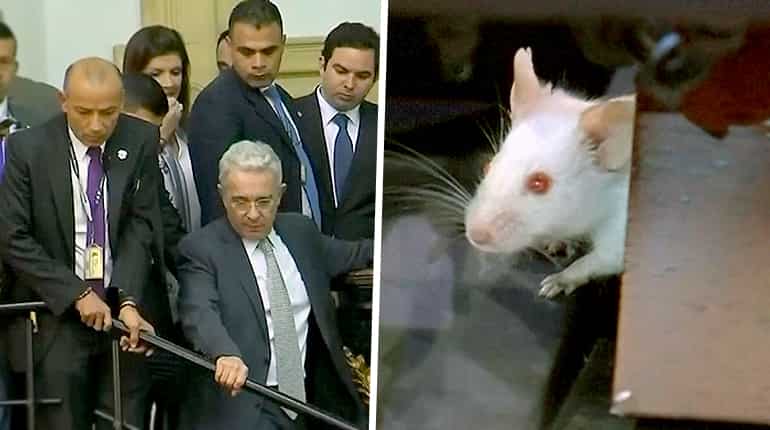 Runaway rats suspend senate in Colombia