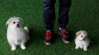Two of a kind: Sinogene, China's first pet cloning service duplicates star pooch