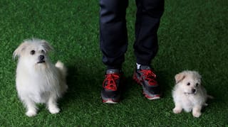 Two of a kind: Sinogene, China's first pet cloning service duplicates star pooch